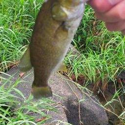 スモールマウスバス