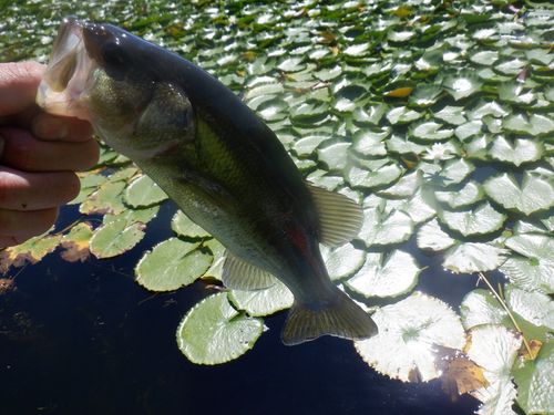 ラージマウスバスの釣果