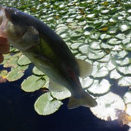 ラージマウスバス