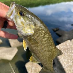 スモールマウスバス