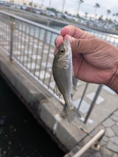 セイゴ（タイリクスズキ）の釣果