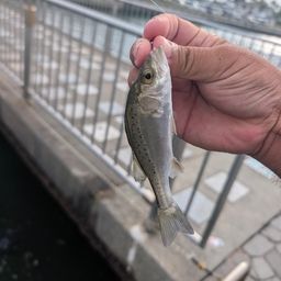 セイゴ（タイリクスズキ）