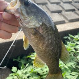 スモールマウスバス