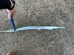ダツの釣果