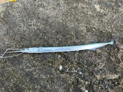 ダツの釣果