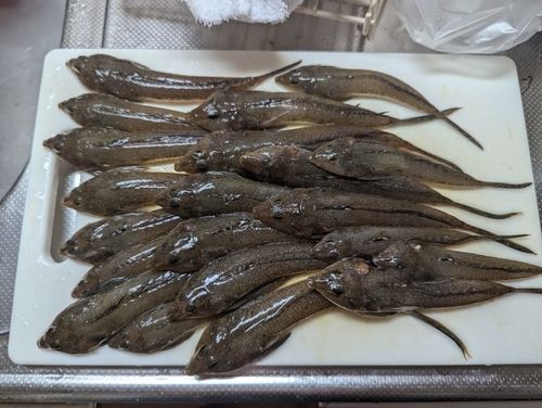 ネズミゴチの釣果