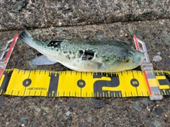 フグの釣果