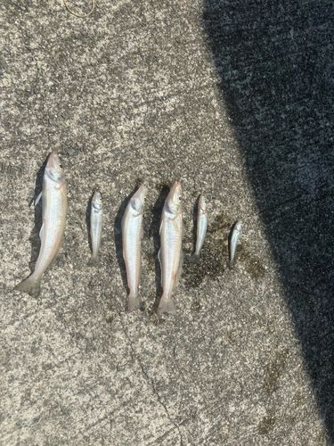 キスの釣果