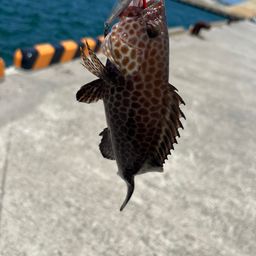 オオモンハタ