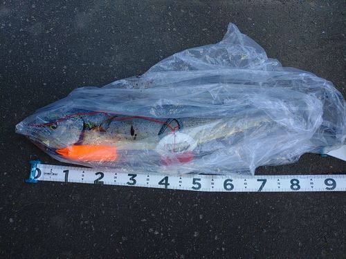 シイラの釣果