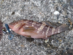 アコウの釣果
