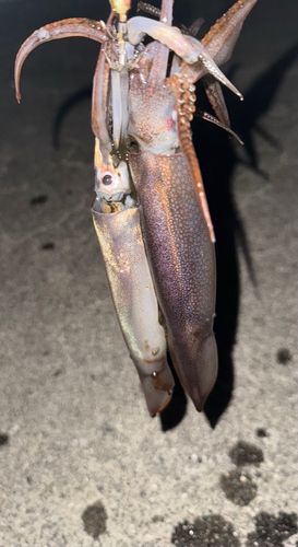 スルメイカの釣果