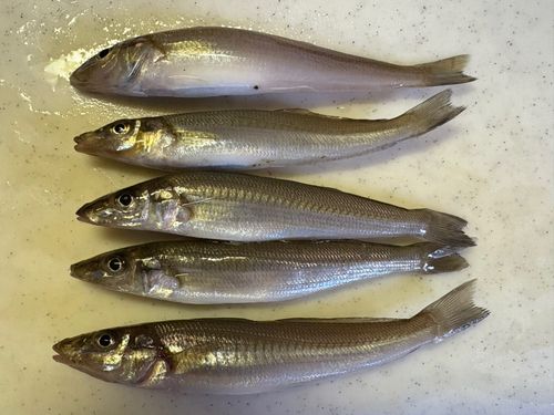 シロギスの釣果