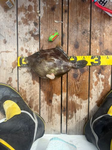 カワハギの釣果