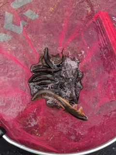アユの釣果