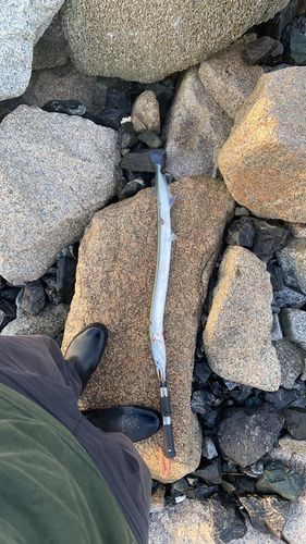 釣果
