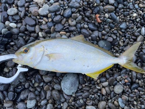 シオの釣果