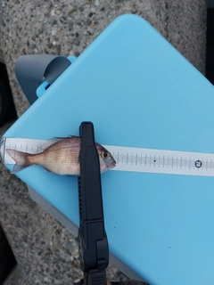 チャリコの釣果