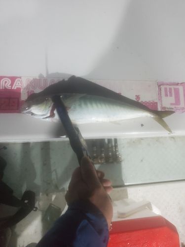 マルアジの釣果