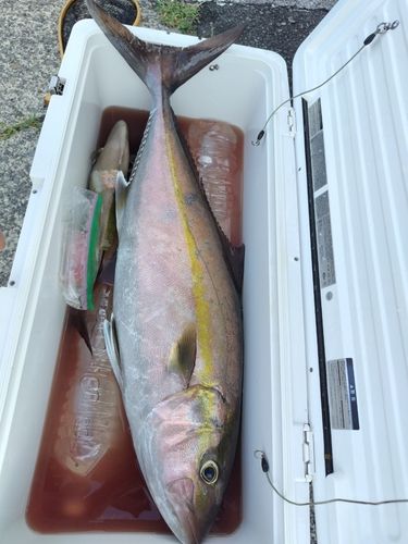 カンパチの釣果