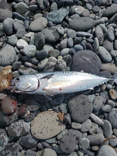 ソウダガツオの釣果