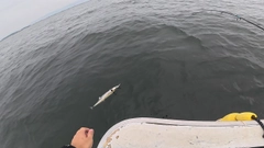 サワラの釣果