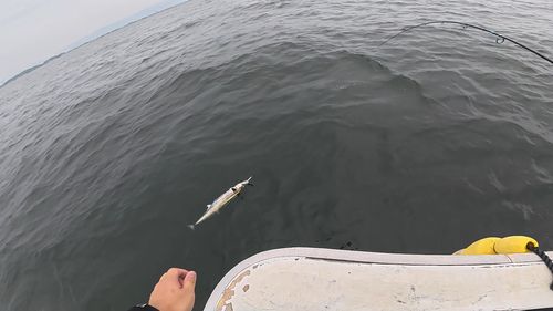 サワラの釣果