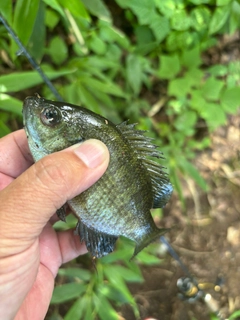 ブルーギルの釣果