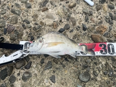 チヌの釣果