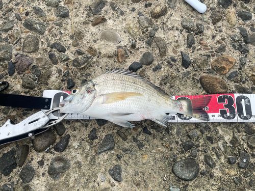 チヌの釣果