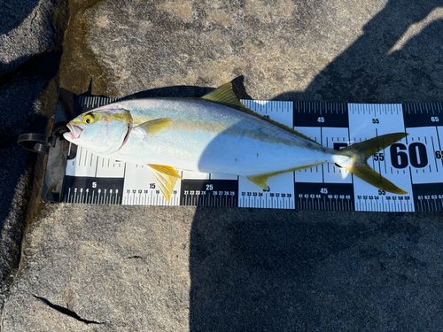 ヒラマサの釣果