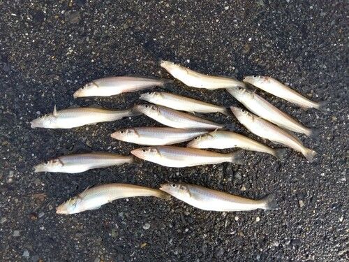 シロギスの釣果