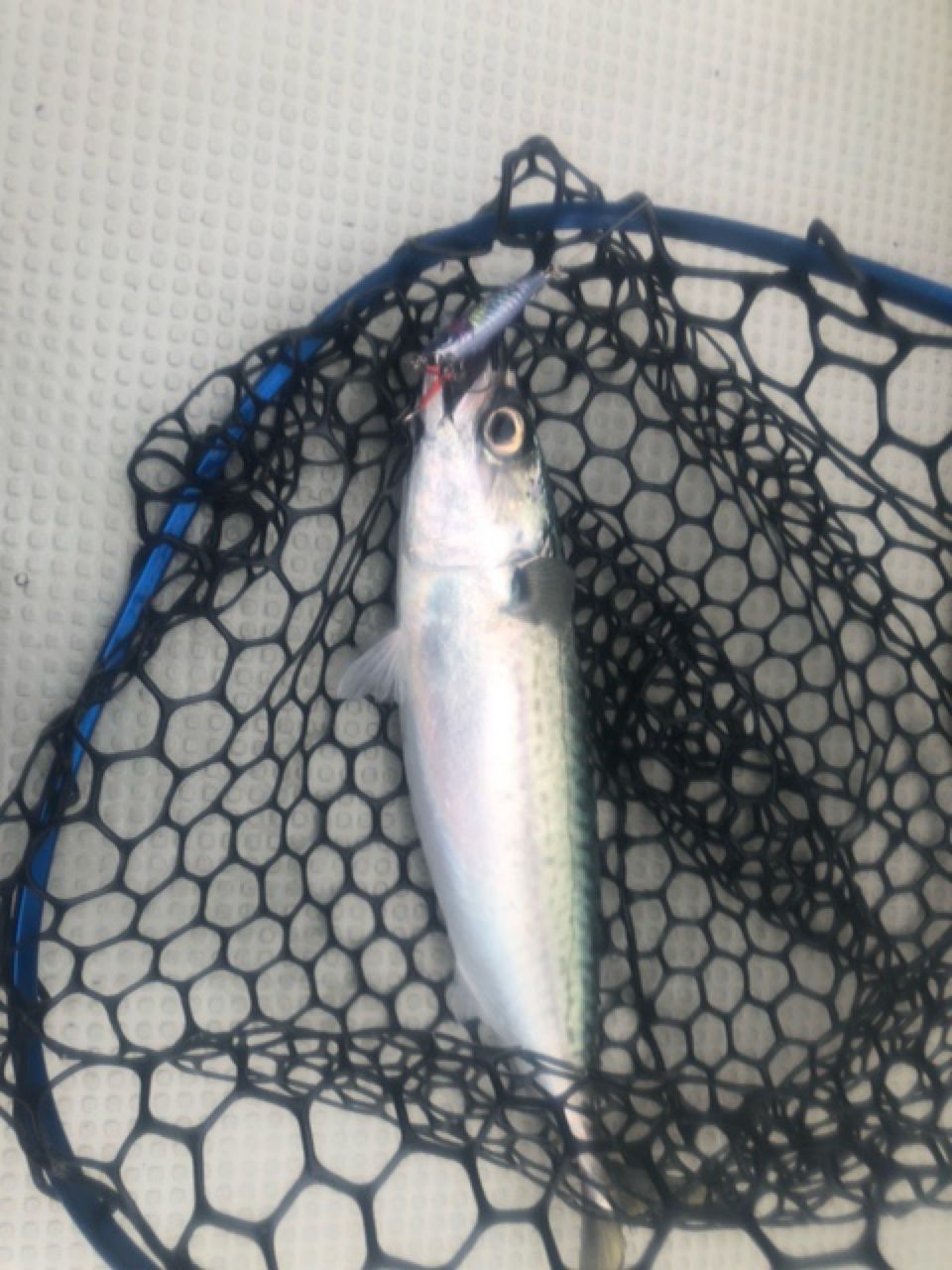 釣りキチ勝平さんの釣果 1枚目の画像