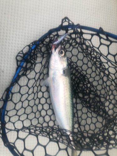 サバの釣果