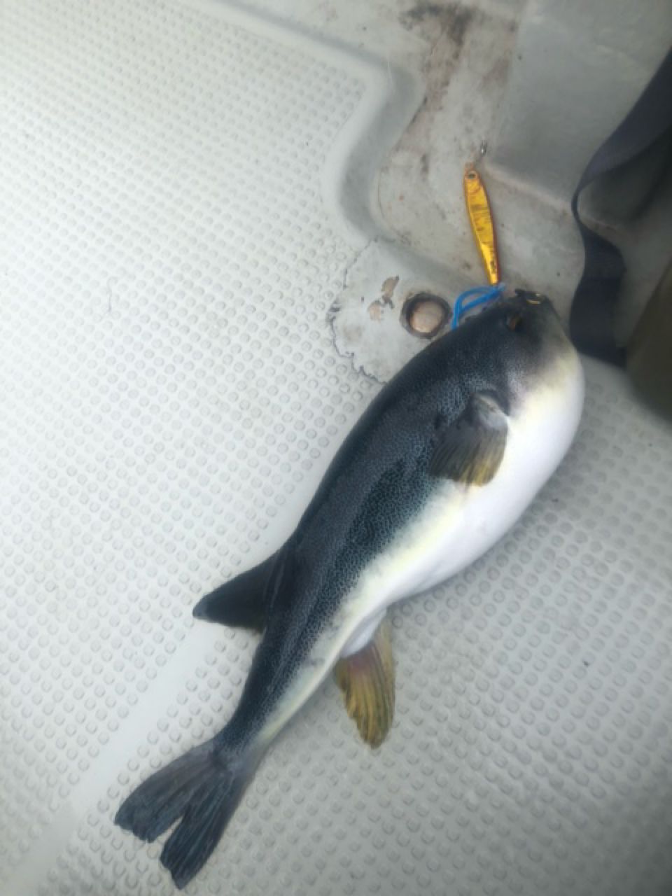 釣りキチ勝平さんの釣果 2枚目の画像