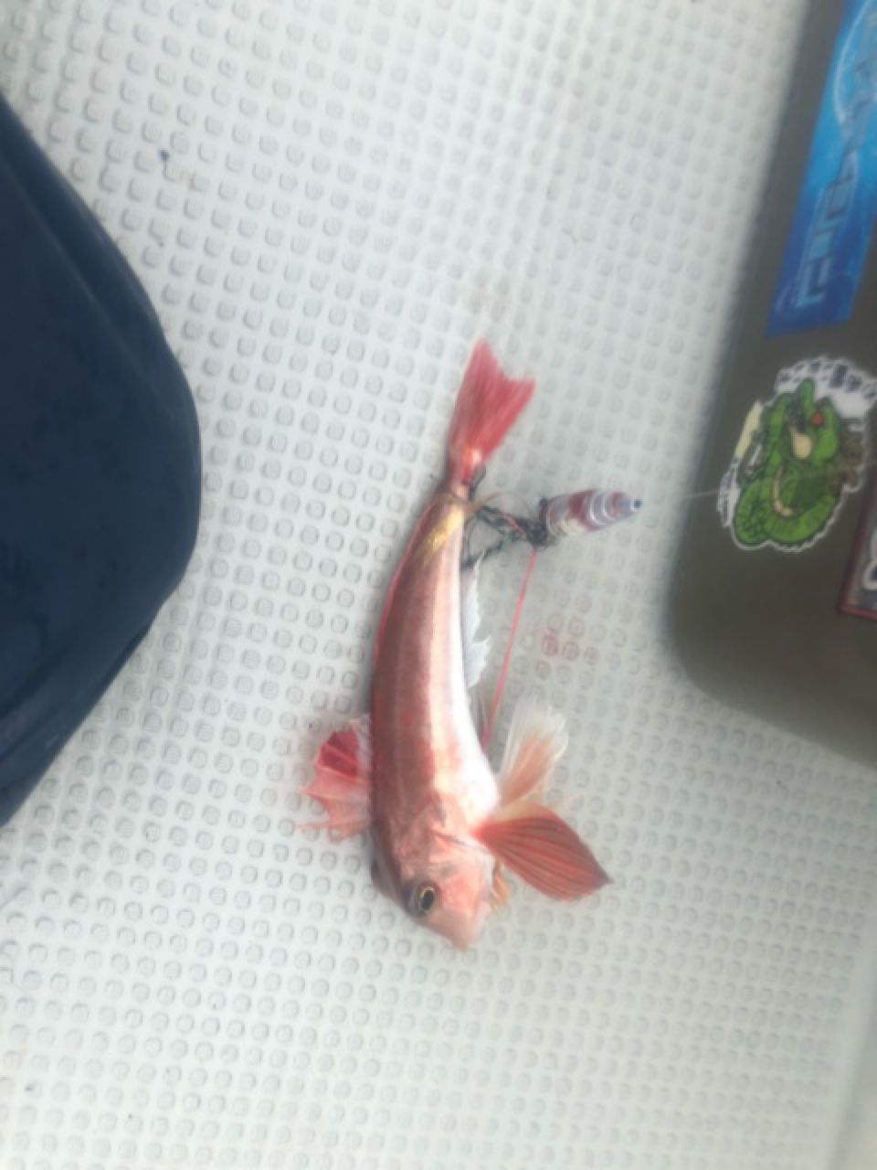 釣りキチ勝平さんの釣果 3枚目の画像