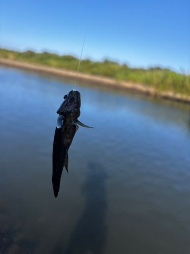 チチブの釣果