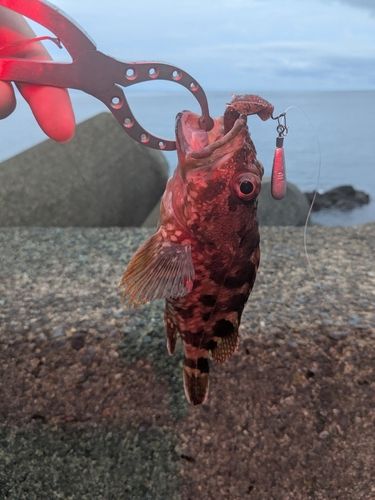 アラカブの釣果