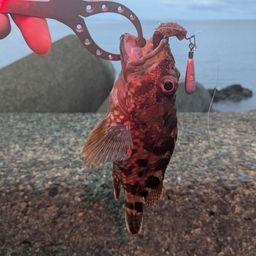 アラカブ
