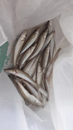 キスの釣果