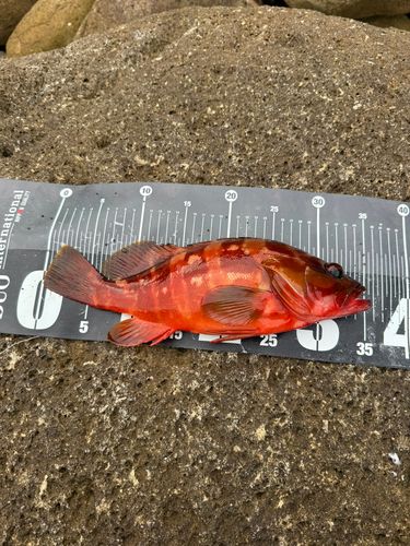 アカハタの釣果