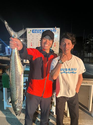 サワラの釣果