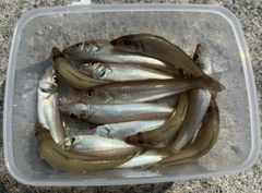 シロギスの釣果