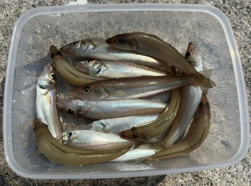シロギスの釣果