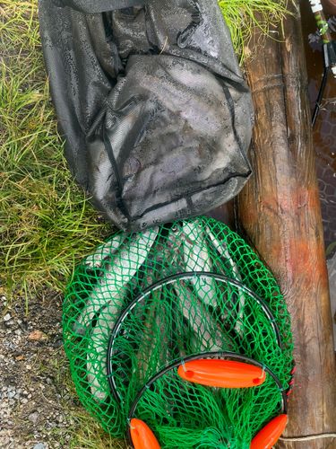 ニジマスの釣果