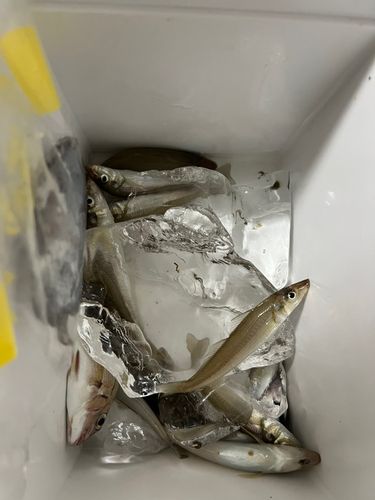 シロギスの釣果