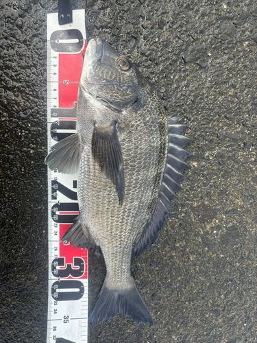 チヌの釣果