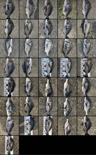 チヌの釣果