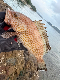 オオモンハタの釣果