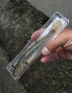 ハゼの釣果